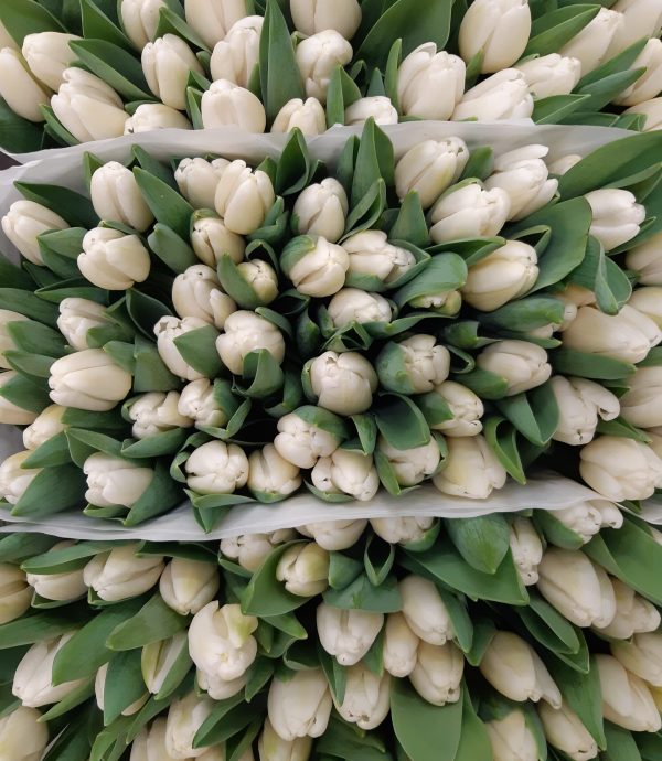 baltos tulpės