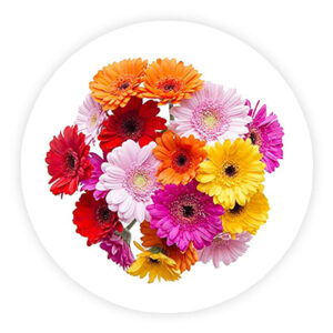 Gerberos