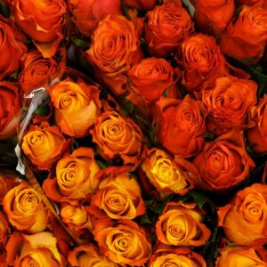 Oranžinės rožės