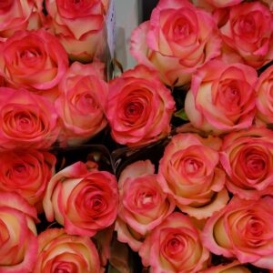 Švelnaus rožinio atspalvio rožės